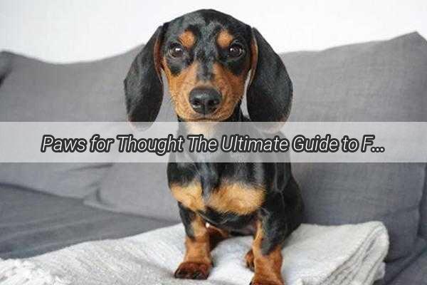 Paws for Thought The Ultimate Guide to Feeding Your Pup at Every Age